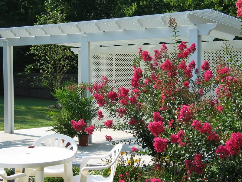 White aluminum pergola with lattice wall behind blooming crape myrtles